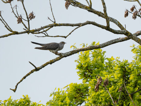 Kuckuck (Cuculus canorus) auf einem Ast