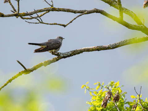 Kuckuck (Cuculus canorus) auf einem Ast