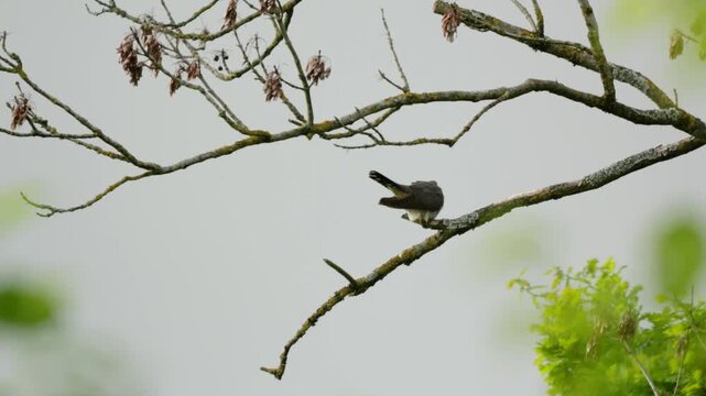 Kuckuck (Cuculus canorus) auf einem Ast