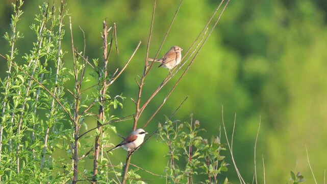 Neunt&ouml;ter P&auml;rchen (Lanius collurio) 