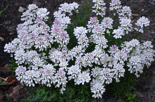 Snowflake Candytuft (Iberis sempervirens &lsquo;Snowflake&rsquo;) white with soft pink blooming groundcover plant. Growing, planting, landscaping concept.