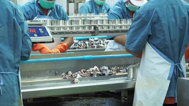 Food processing line with worker packing sardine in can at factory. Industrial conveyor belt system in clean manufacturing facility, focus on food production quality control export industry concept.