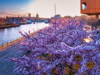 Spring flowers blooming on the trees over the Motlawa river in Gdansk. Poland © Patryk Kosmider