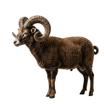 A majestic brown ram with impressive curved horns stands proudly against a clean white background, showcasing its powerful build.