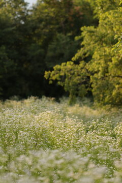 un campo fiorito in primavera al tramonto