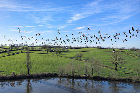 The Flight of the Lapwings