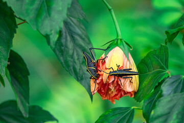 Close-up of two eastern lubber grasshopper nymphs with black and yellow bodies crawling on a peach hibiscus flower bud surrounded by green leaves, USA © Andrei Liashchou