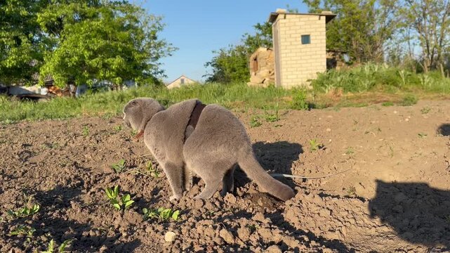 Video shows a fluffy grey Scottishfold shorthair cat with bright orange eyes walking on a leash outdoors in warm sunlight, exploring a park garden and casually pooping on ground naturally.
