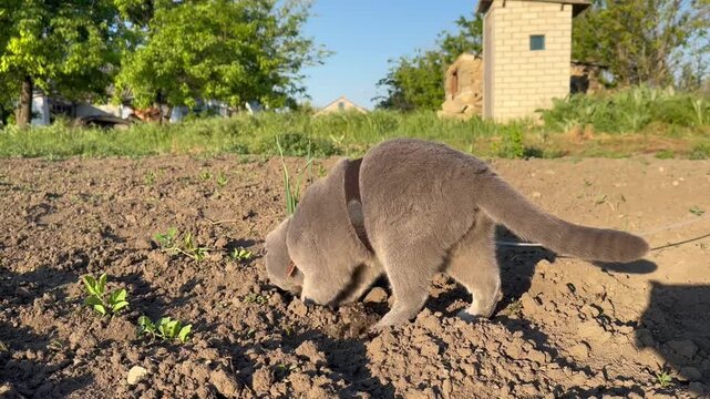 Video shows a grey Scottish fold shorthair fluffy cat with orange eyes walking on a leash outdoors in warm sunlight through park and garden preparing to poop calmly scene visible