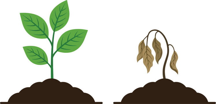 Healthy green seedling growing beside a withered brown plant in this simple flat illustration style image