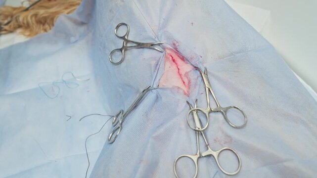 Professional veterinarian performing a spaying surgery on a dog, carefully suturing the incision with a needle and thread in a sterile operating room environment in a veterinary clinic