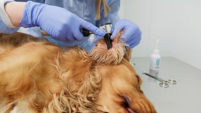 Professional veterinarian wearing blue sterile gloves carefully examining a calm cocker spaniel's ear with an otoscope on a metal table inside a modern, clean veterinary clinic
