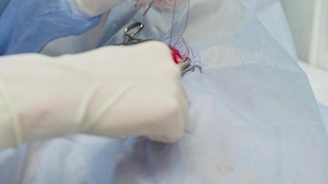 Professional veterinarian performing a castration or spaying surgery on a dog, carefully suturing the incision with surgical thread and instruments in a modern veterinary clinic's operating room