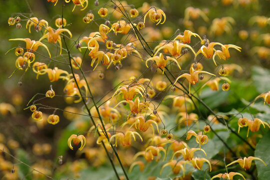 Dainty orange Epimedium &lsquo;Amber Queen&rsquo; barrenwort, in flower.