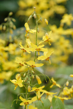 Yellow Epimedium x perralchicum, or barrenwort, in flower.