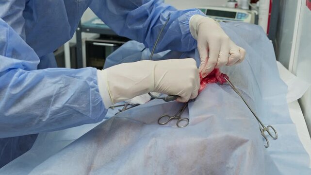 Professional veterinarian team in sterile gloves and gowns performing a surgical neutering procedure on a dog. Meticulously using specialized instruments in a modern veterinary clinic operating room