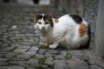 cat in the street © Sarah