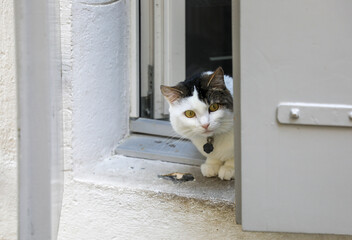 cat on window © Sarah