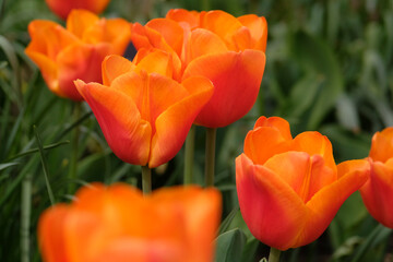 Fototapeta premium Orange tulipa, tulip ‘walsrode’ in flower.