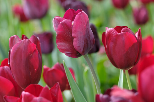 Wine purple coloured single triumph tulip &lsquo;Ronaldo&rsquo; in flower