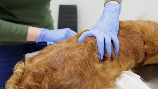 Veterinarian performing spinal anesthesia on a dog before sterilization surgery at a veterinary clinic. Close-up of medical procedure with protective gloves and animal care concept