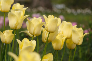 Fototapeta premium Pale Yellow tulipa, tulip ‘world friendship’ in flower.