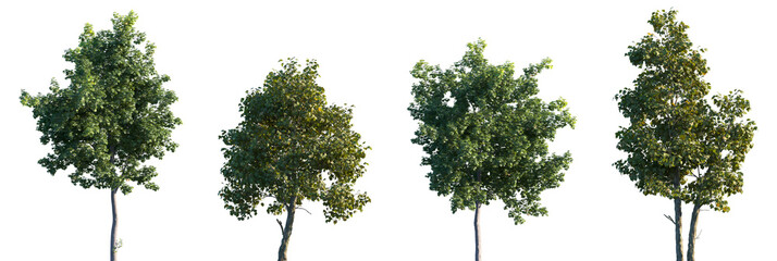 Set of Acer platanoides and Platanus acerifolia isolated png in sunny daylight on a transparent background perfectly cutout © Viktoria