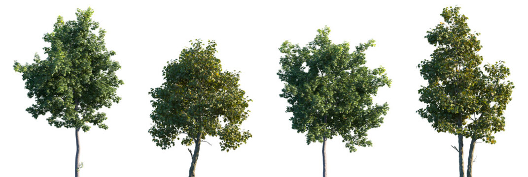 Set of Acer platanoides and Platanus acerifolia isolated png in sunny daylight on a transparent background perfectly cutout