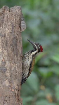 Video of black rumped flameback - Woodpecker clings to tree trunk, pecking with focused intent and looking to eat. Red crest and black-and-white plumage stand out sharply. Background greenery.