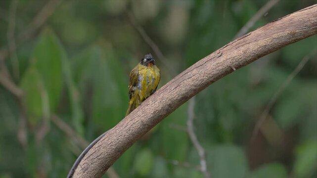 Video of Flame throated bulbul bird perches calmly on thin branch after bath. Green foliage softly blurs background. Natural setting evokes quiet wilderness. Ideal for nature, wildlife, or environment
