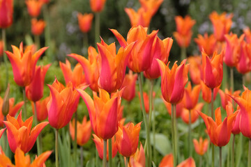 Obraz premium Orange and red tulip, Tulipa ‘Ballerina’ in flower.