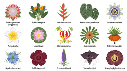 Fototapeta premium Collection Of Exotic Tropical Flowers And Rare Botanical Plants Vector Illustration For Floral Design And Nature Education