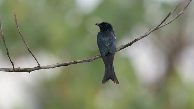 Video of Black Drango bird perches calmly on thin branch. Soft background blurs out, focusing on bird's sleek form. Bird's glossy feathers reflect subtle light. Its tail feathers slightly fanned