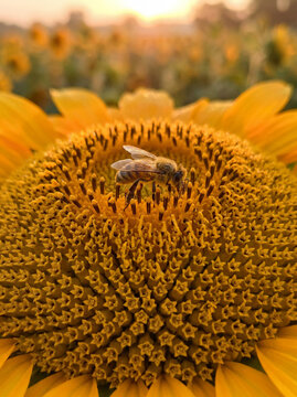 Biene auf einer Sonnenblume