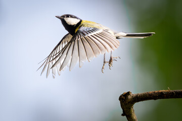 Coal Tit taking off from branch © Patrick