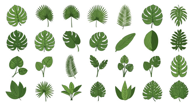 Diverse collection of tropical leaves showcasing various shapes and sizes.