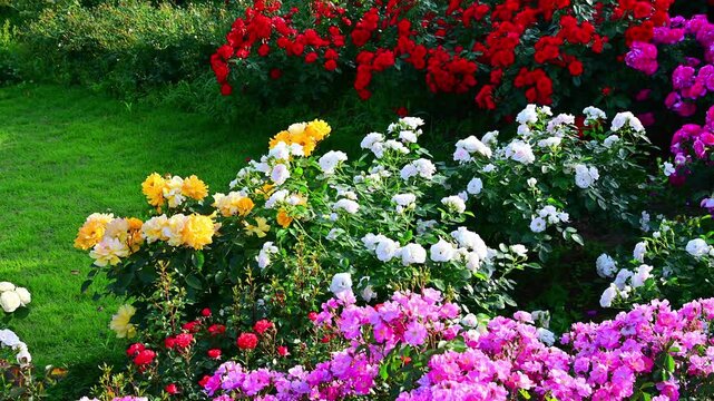 満開に咲いている薔薇の園
