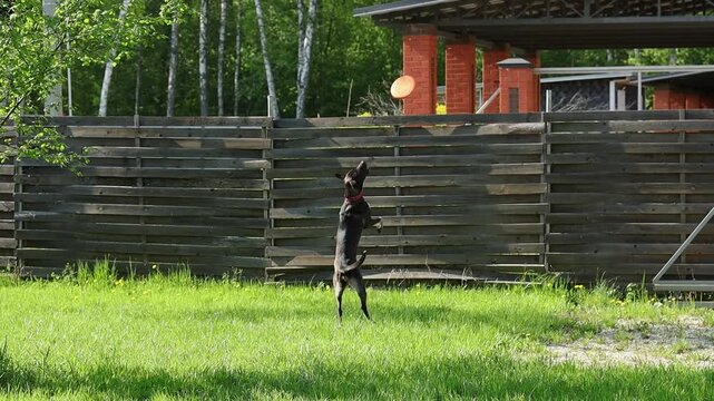 Dog running and playing in grassy area near wooden fence and house in daylight hours. Mixed breed dog runs freely in a green grassy field. The dog seems happy as it enjoys its playtime.