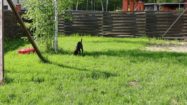 Dog runs and plays with frisbee in green backyard on sunny day. Excited mixed breed dog  chases a bright frisbee in a backyard filled with grass and trees