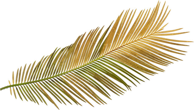 Dry palm leaf or cycas frond isolated on transparent background for rustic boho wedding design, PNG.