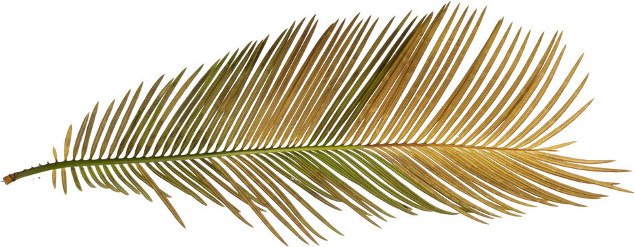 Dry palm leaf or cycas frond isolated on transparent background for rustic boho wedding design, PNG.