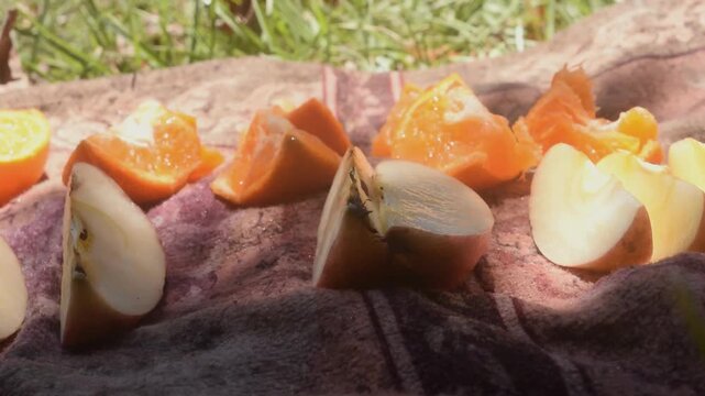 Picking up Slices of Apples and Oranges. Juicy fruit ready to be eaten at the picnic.