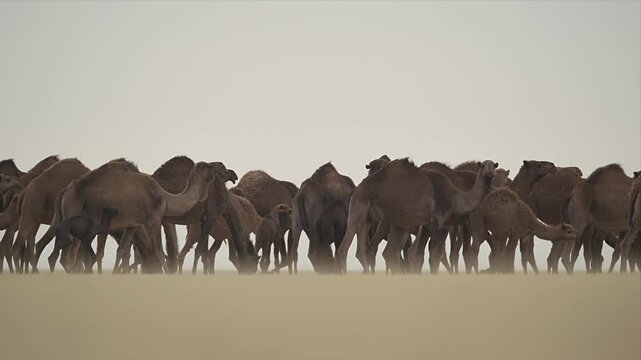 Slow motion video of camels move in unison across vast desert terrain. Dust swirls beneath their feet, stirred by steady motion. Grey sky looms overhead, offering no relief or shade.