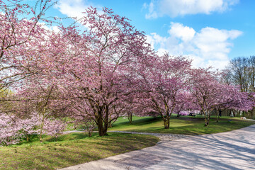 Fototapeta premium Cherry blossoms in Munich, Germany. Pink cherry blossoms with a blue and cloudy sky background. Spring in Germany.