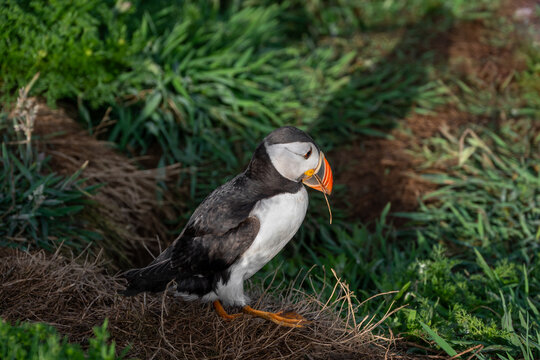 Puffin with a twig caught in beak. Twigs and other foilage used to nest the burrow