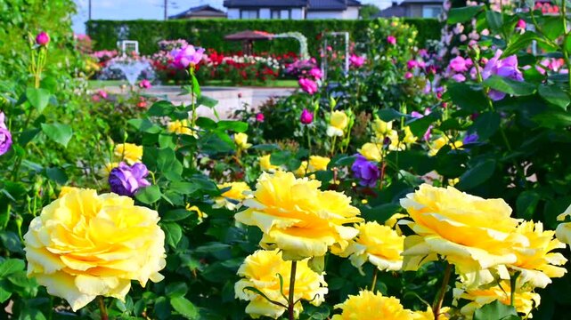 満開に咲いている噴水のある薔薇の園