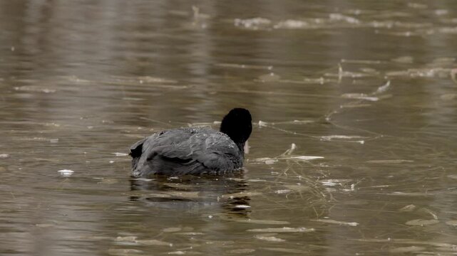 Eurasian Coot (Fulica atra), also widely known as the common coot feeding in pond in spring, Porla, Lohja, Finland, Europe.