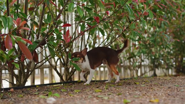Small brown and white chihuahua dog curiously explores outdoor garden. Cute puppy sniffs green and red bushes and gravel ground next to fence. Playful pet enjoys walk outside