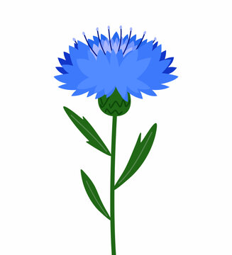 Blue cornflower botanical illustration with stem and leaves Isolated on white background. For botanical designs, prints, cards, invitations, packaging, posters, stickers. 