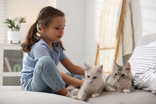 Little girl with her cute Maine Coon cats on sofa at home